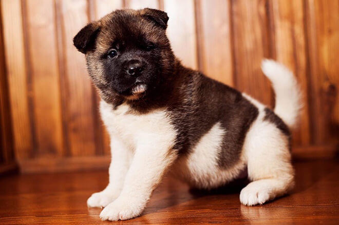 Американская акита