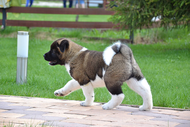 Американская акита