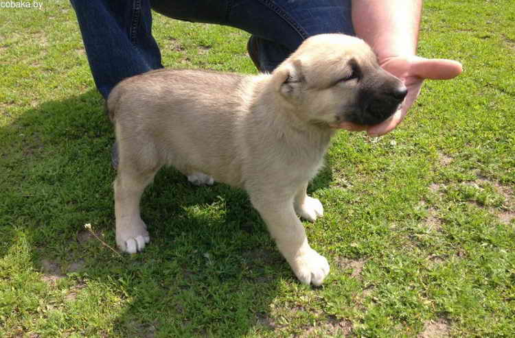 турецкий кангал собака