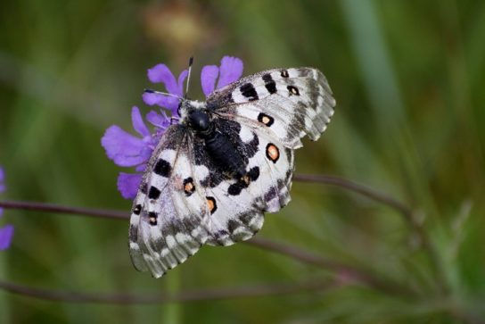Бабочка Аполлон - одна из самых красивых и любимых бабочек в Европе