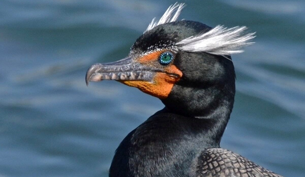 Фото: Баклан