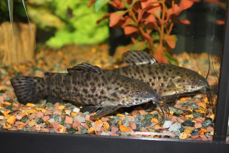 Бежевый Таракатум