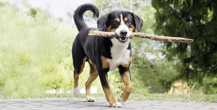 большая швейцарская горная собака фото