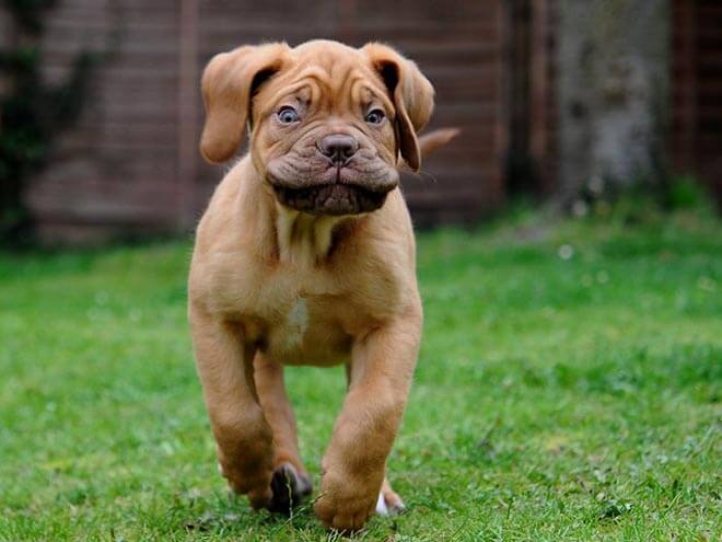 Канарский дог