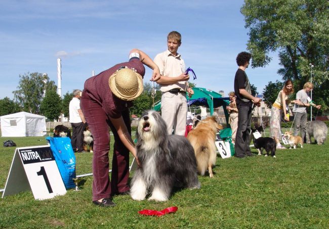 шотландская бородатая колли на выставке собак