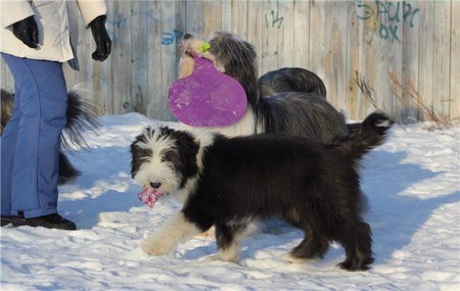 бородатые колли играют с хозяйкой