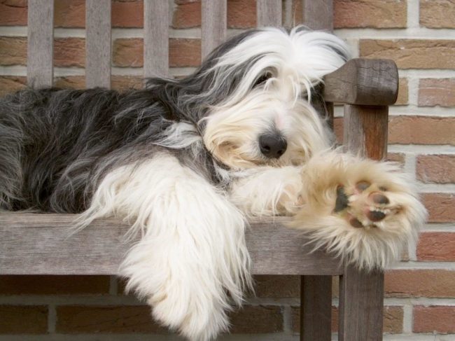 бородатый колли охраняет дом