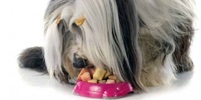 Bearded Collie кушает из миски