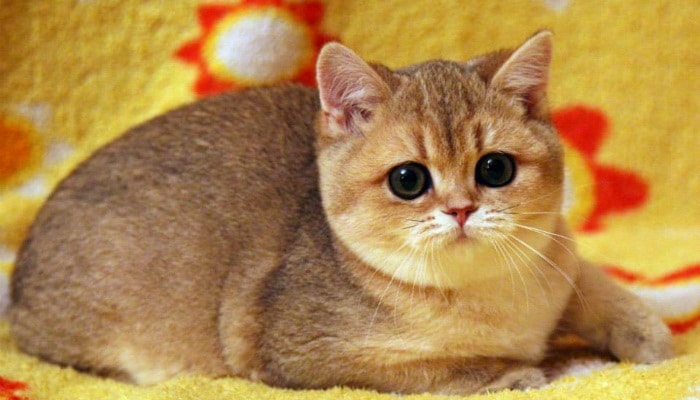 Британская золотистая шиншилла и уход за ней