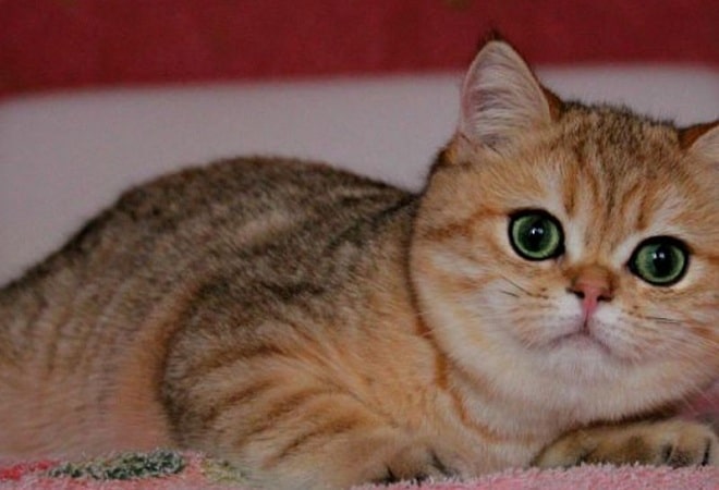 Британская золотистая шиншилла и уход за ней