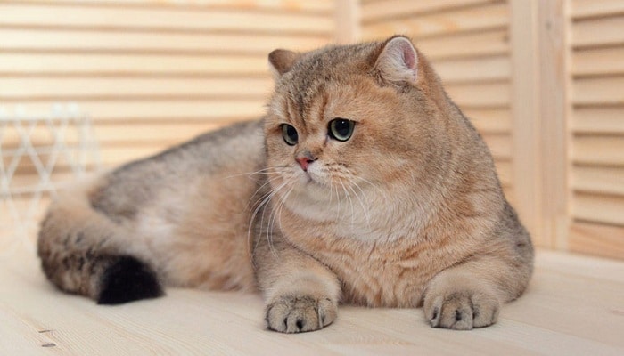 Британская золотистая шиншилла и уход за ней