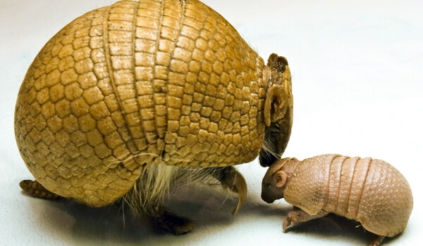 Фото: Детеныш броненосца