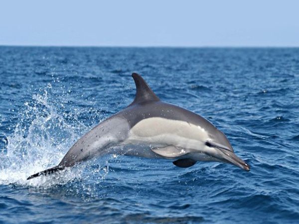Обыкновенный дельфин