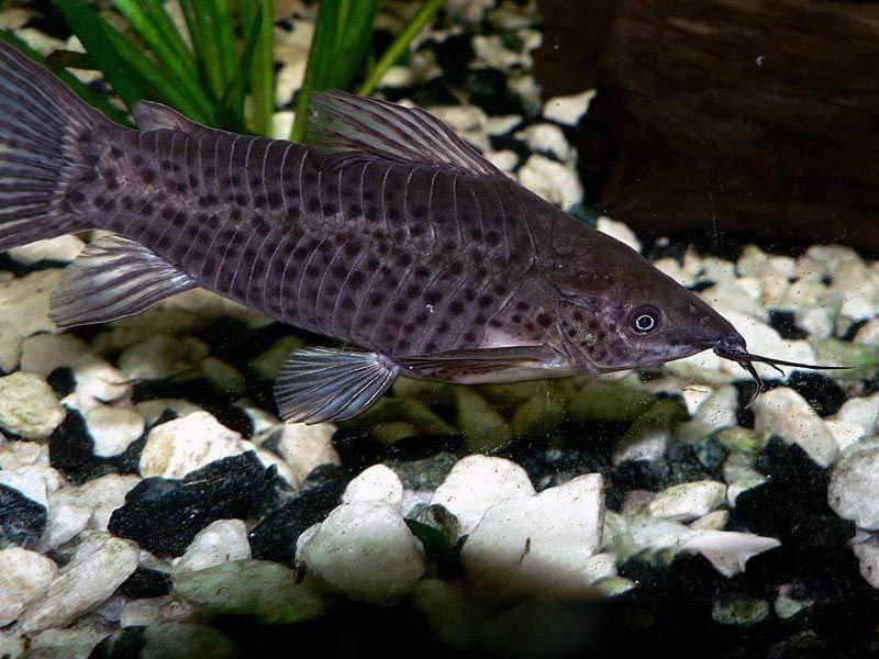 Длинноусая дианема