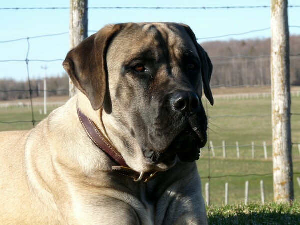 одиннадцать