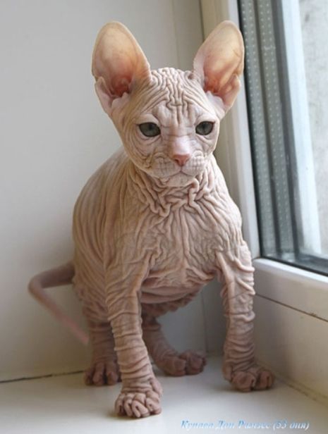 Гавайская лысая кошка Кохона