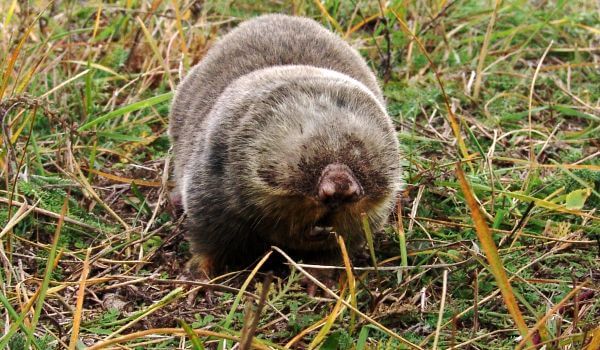 Фото: Гигантский слепыш Красная книга