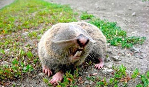 Фото: Гигантский слепыш Красная книга