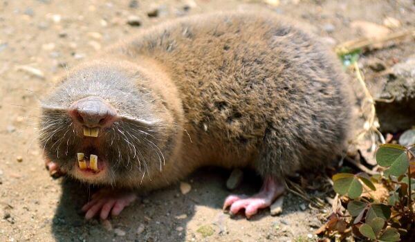 Фото: Гигантский слепыш из Красной книги