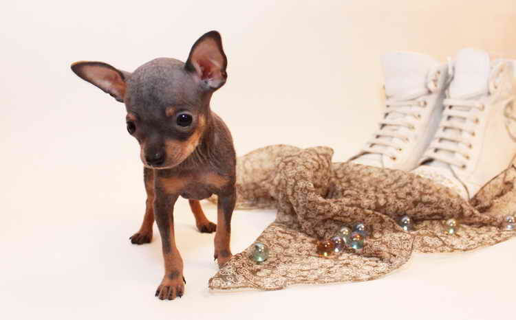 русский тот терьер фото гладкошерстный