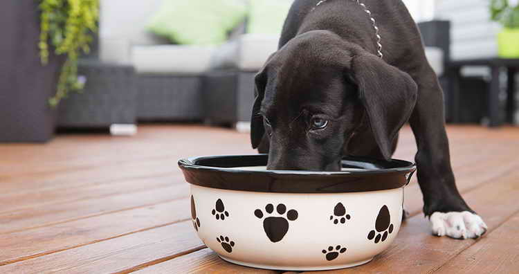 hva slags frokostblandinger kan jeg gi schæferhunder