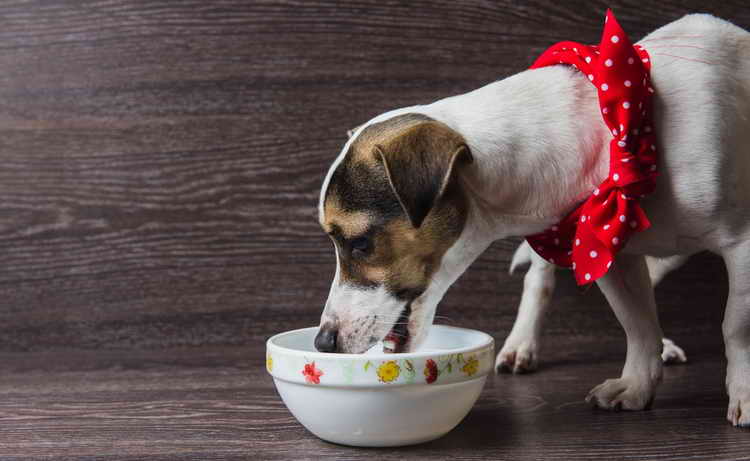 hvilke kornblandinger kan gis til små hunder