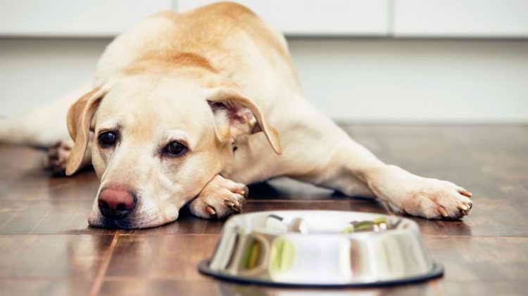 hvilke frokostblandinger kan jeg gi hunder