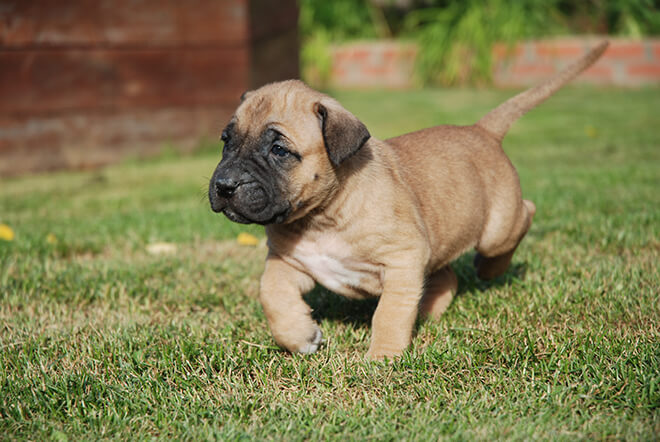 Канарский дог