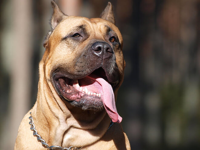 фото большой канарской собаки