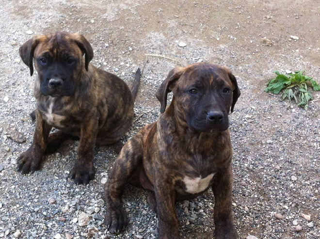 Канарский дог