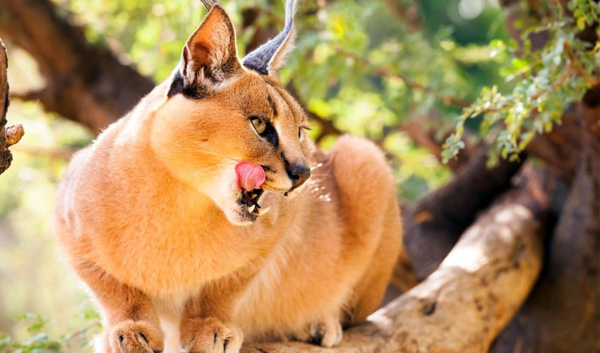 каракал на дереве