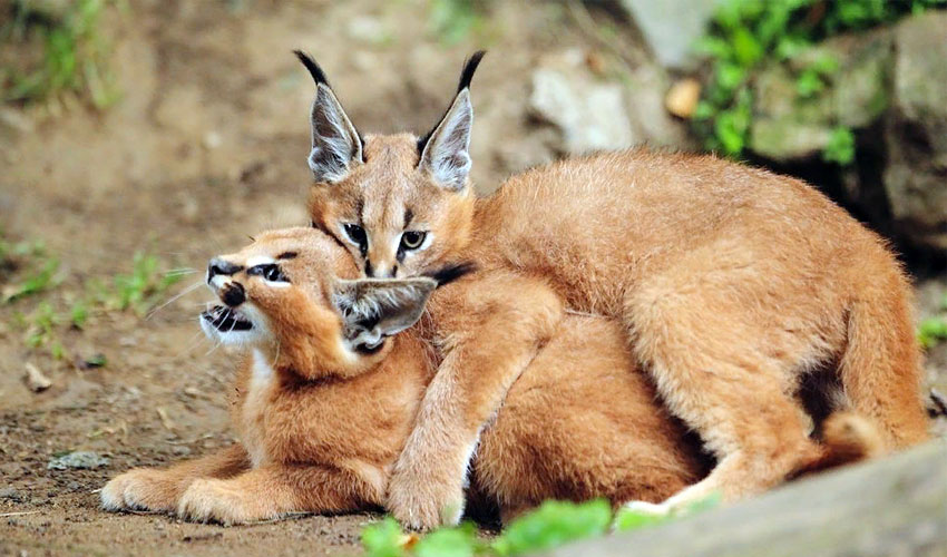 котята каракала