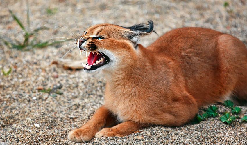 степная рысь