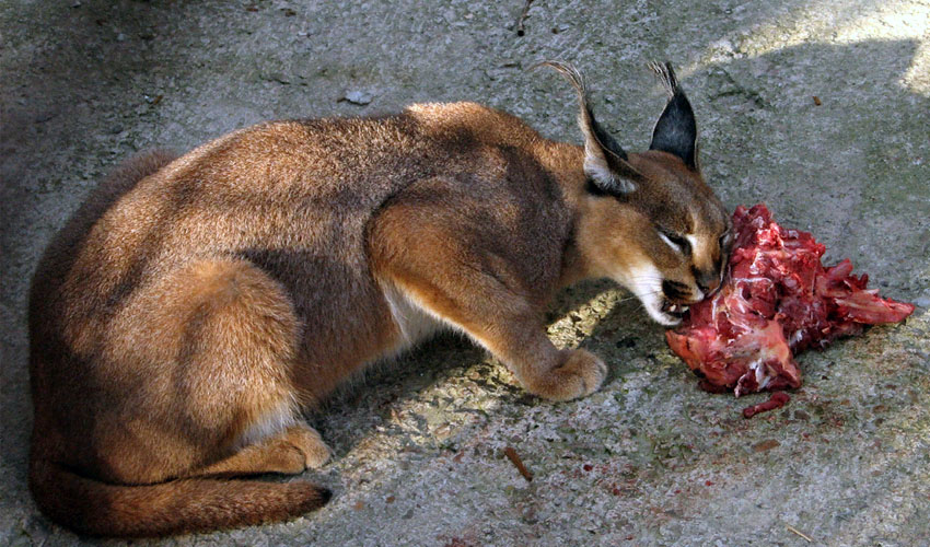 питание каракала