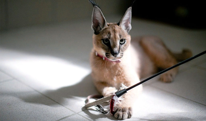 дрессировка каракала