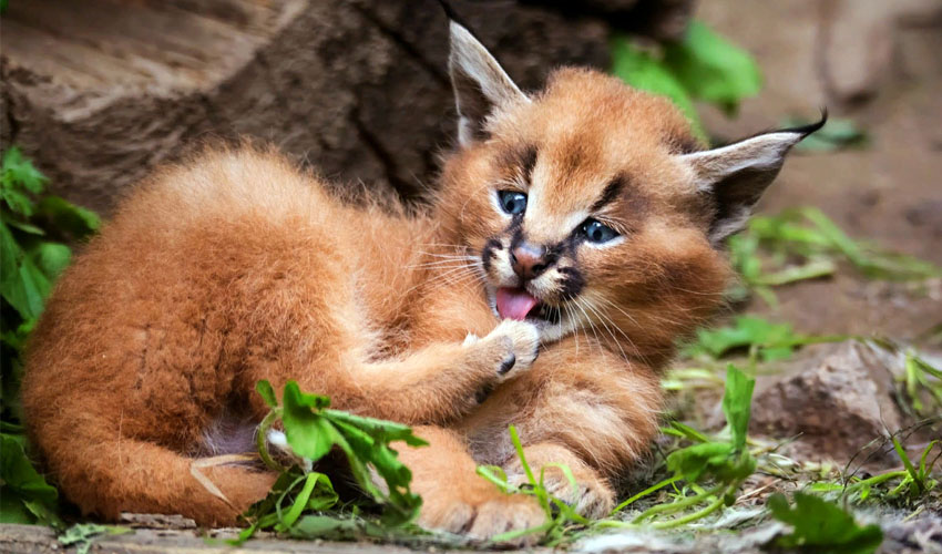 котенок каракала