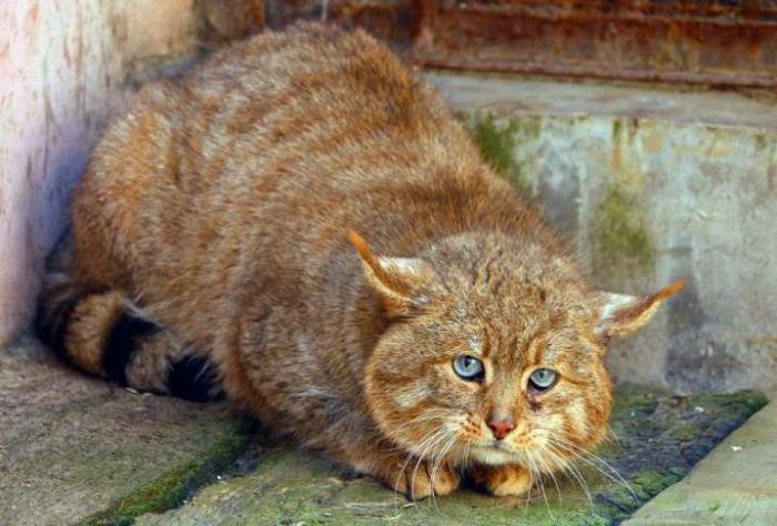 Китайский кот