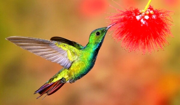 Фото: Красная книга колибри