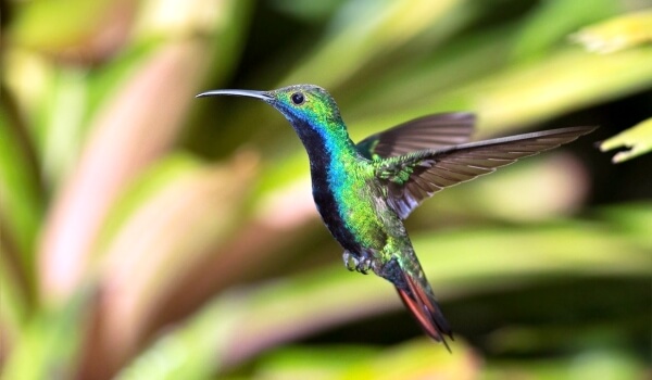 Фото: Колибри