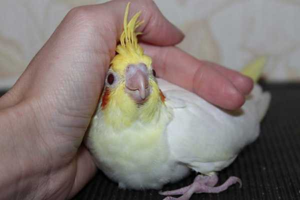 хозяин гладит птицу с гребнем и красными щеками