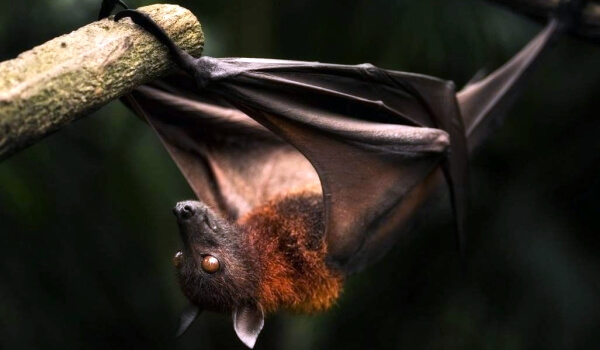 Фото: Лицо летучей мыши