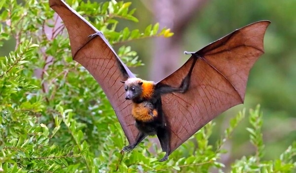 Фото: Лесная летучая мышь
