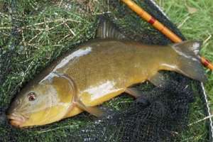 Линь пойманный фото