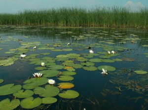 Где обитает линь