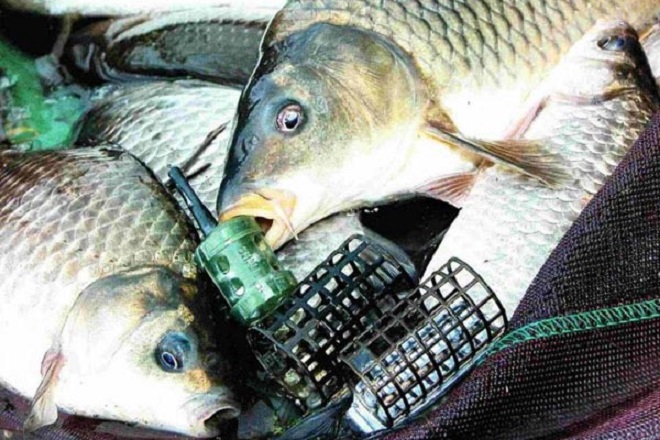 Караси и сазан