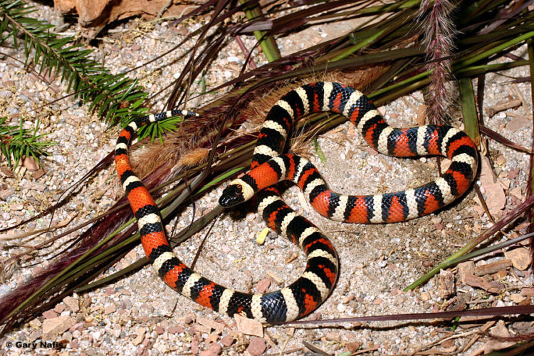 Калифорнийская змея: описание, виды, содержание и уход