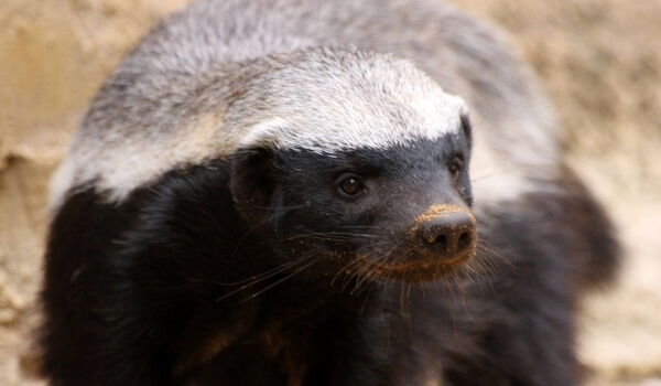 Фото: Медоед