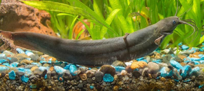 Мешкожаберный