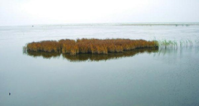 Островок камыша