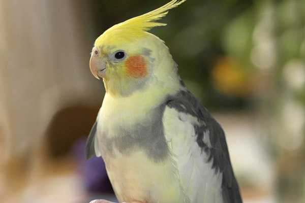 болезни нимфы кореллы